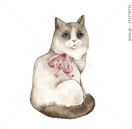 Watercolor Ragdoll cat sitting upright with a pink bow around its neck, cream fur, brown markings and blue eyes, an illustration for nursery decor, cards, stationery and gifts. Watercolor Ragdoll cat sitting upright with a pink bow around its neck, cream fur, brown markings and blue eyes, an illustration for nursery decor, cards, stationery and gifts. 142276731