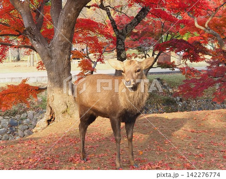 奈良公園の鹿 奈良公園の鹿 142276774