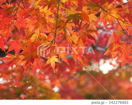 真っ赤な紅葉 真っ赤な紅葉 142276881