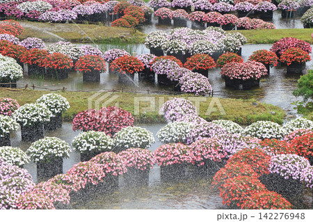国営アルプスあづみの公園 サンパチェンスの水上花壇 国営アルプスあづみの公園 サンパチェンスの水上花壇 142276948