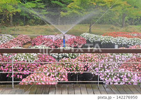 国営アルプスあづみの公園 サンパチェンスの水上花壇 国営アルプスあづみの公園 サンパチェンスの水上花壇 142276950