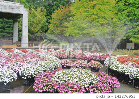 国営アルプスあづみの公園 サンパチェンスの水上花壇 国営アルプスあづみの公園 サンパチェンスの水上花壇 142276953