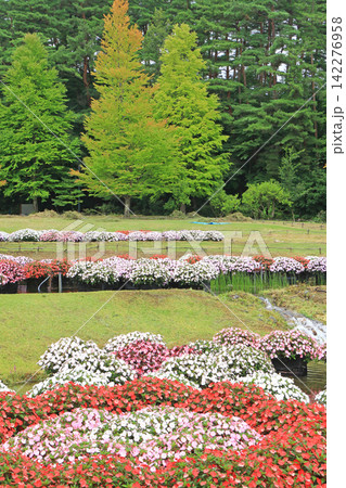 国営アルプスあづみの公園 サンパチェンスの水上花壇 国営アルプスあづみの公園 サンパチェンスの水上花壇 142276958
