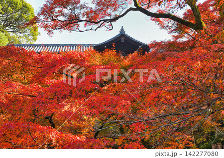 京都 東福寺 秋の美しい紅葉(京都府京都市東山区) 京都 東福寺 秋の美しい紅葉(京都府京都市東山区) 142277080