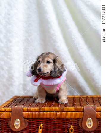 カニンヘンダックスの仔犬 カニンヘンダックスの仔犬 142277331