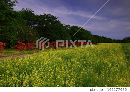 夕日に照らされた菜の花畑 夕日に照らされた菜の花畑 142277486