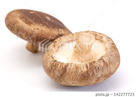 生椎茸 生椎茸 142277725