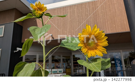 夏の花のある風景 142277998