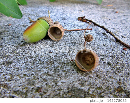 Rough concrete surface with pine needles and a green acorn and some caps. Rough concrete surface with pine needles and a green acorn and some caps. 142278083