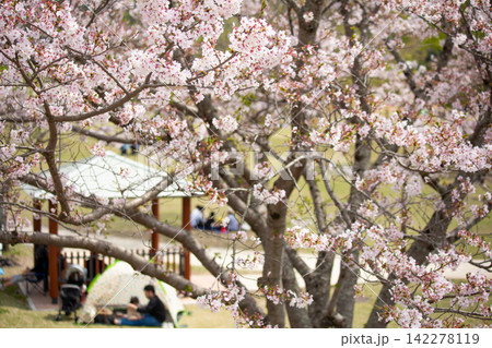 七瀬川公園の満開の桜と花見 142278119