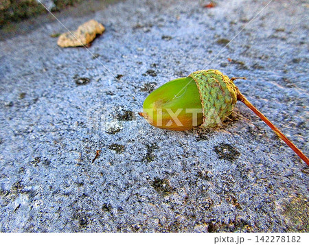 Fresh green acorn with its highly textured cupule and small twig. Fresh green acorn with its highly textured cupule and small twig. 142278182