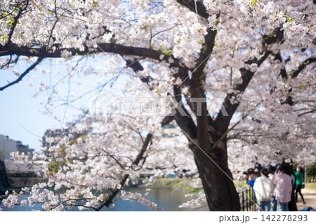 大分城址公園の桜と花見 大分城址公園の桜と花見 142278293
