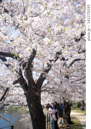 大分城址公園の桜と花見 大分城址公園の桜と花見 142278295