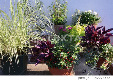玄関前の花の寄せ植え＆寄せ鉢 142278372