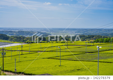磐田市の茶畑の風景(静岡県) 142278379