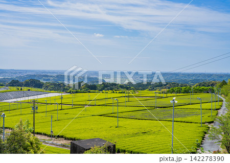磐田市の茶畑の風景(静岡県) 磐田市の茶畑の風景(静岡県) 142278390