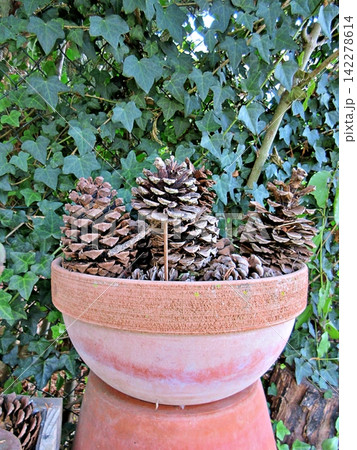 Pine Cones Arranged in Terracotta Planter Against Ivy Background. 142278614