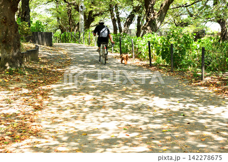 幸手市の権現堂土手で犬の散歩する自転車に乗る男性 幸手市の権現堂土手で犬の散歩する自転車に乗る男性 142278675