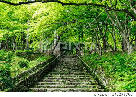 【滋賀県東近江市】百済寺　苔むす新緑の参道 142278766