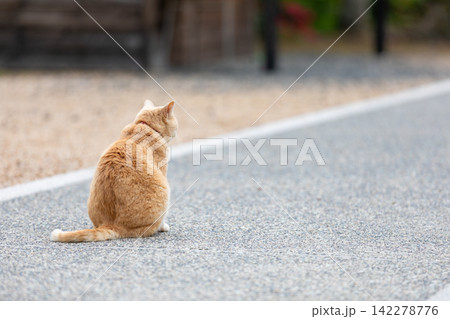 のんびり過ごす猫の後ろ姿 のんびり過ごす猫の後ろ姿 142278776