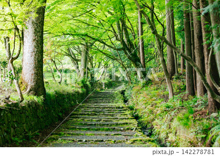 【滋賀県東近江市】百済寺 苔むす新緑の参道 【滋賀県東近江市】百済寺 苔むす新緑の参道 142278781