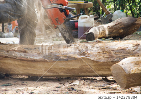 Professional Lumberjack Operating Chainsaw Cutting Heavy Timber Log in Outdoor Forest Woodworking Environment Professional Lumberjack Operating Chainsaw Cutting Heavy Timber Log in Outdoor Forest Woodworking Environment 142278884