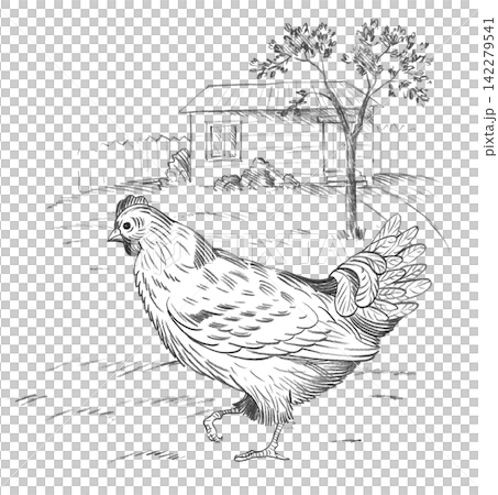 Chicken and landscape with the house, field and tree on the background. Handmade farm pencil illustrations. For design of cards, cover, prints, product labels and fabric. Chicken and landscape with the house, field and tree on the background. Handmade farm pencil illustrations. For design of cards, cover, prints, product labels and fabric. 142279541
