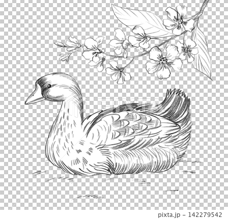Goose and branch of the bird cherry. Handmade farm pencil illustrations. For design of cards, cover, prints, product labels and fabric. Goose and branch of the bird cherry. Handmade farm pencil illustrations. For design of cards, cover, prints, product labels and fabric. 142279542