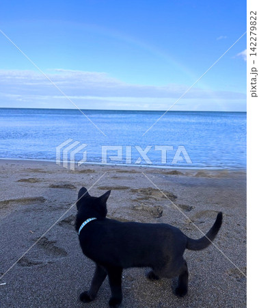 砂浜で遊ぶ黒猫と青空の海岸 砂浜で遊ぶ黒猫と青空の海岸 142279822
