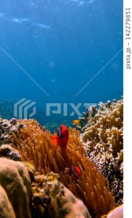 Tomato clownfish (Amphiprion frenatus) guarding a Bubble-tip anemone (Entacmaea quadricolor) in a vivid bustling tropical reef. Dauin, Philippines Tomato clownfish (Amphiprion frenatus) guarding a Bubble-tip anemone (Entacmaea quadricolor) in a vivid bustling tropical reef. Dauin, Philippines 142279851