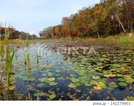 紅葉の奥志賀高原、蓮池に浮かぶ睡蓮の葉 紅葉の奥志賀高原、蓮池に浮かぶ睡蓮の葉 142279901