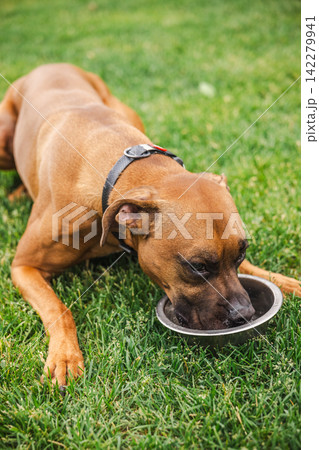Boxer Dog Drinking from Bowl on Grassy Lawn Boxer Dog Drinking from Bowl on Grassy Lawn 142279941