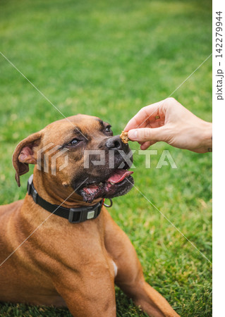 Boxer Dog Taking Treat from Human Hand on Grassy Lawn Boxer Dog Taking Treat from Human Hand on Grassy Lawn 142279944
