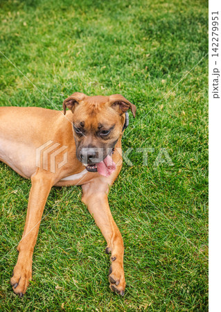 Boxer Dog Lying on Green Lawn with Tongue Out Boxer Dog Lying on Green Lawn with Tongue Out 142279951