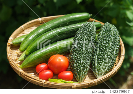 ザルにのせた収穫したての夏野菜の盛り合わせ(8月)家庭菜園 収穫 ザルにのせた収穫したての夏野菜の盛り合わせ(8月)家庭菜園 収穫 142279967