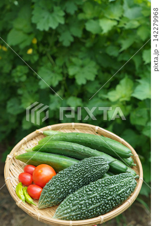 ザルにのせた収穫したての夏野菜の盛り合わせ(8月)家庭菜園 収穫 ザルにのせた収穫したての夏野菜の盛り合わせ(8月)家庭菜園 収穫 142279968
