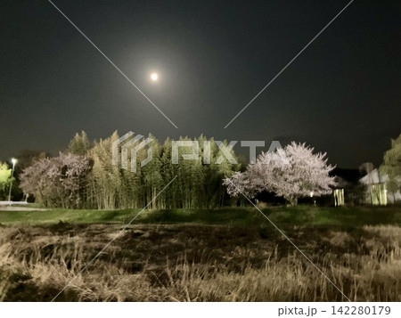夜桜と満月 142280179