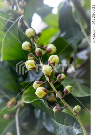 サガリバナの花のつぼみ サガリバナの花のつぼみ 142280333