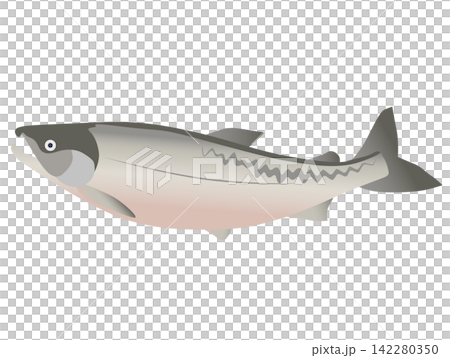 鮭魚插圖(彩色) 鮭魚插圖(彩色) 142280350
