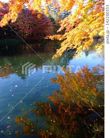 軽井沢、雲場池の紅葉 142280353