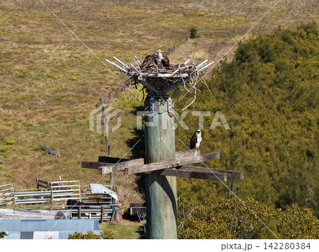 Aerial view of an Eastern Osprey perched in its nest on an elevated nesting platform, showing the Australian bird of prey resting among nesting material in its surrounding natural habitat. Aerial view of an Eastern Osprey perched in its nest on an elevated nesting platform, showing the Australian bird of prey resting among nesting material in its surrounding natural habitat. 142280384