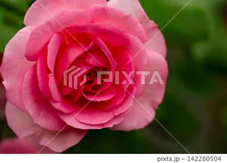 Blooming pink rose flower with small green buds in the foreground. Blooming pink rose flower with small green buds in the foreground. 142280504