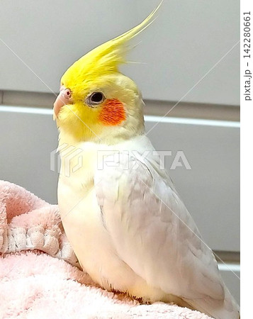 手乗りのオカメインコ 手乗りのオカメインコ 142280661