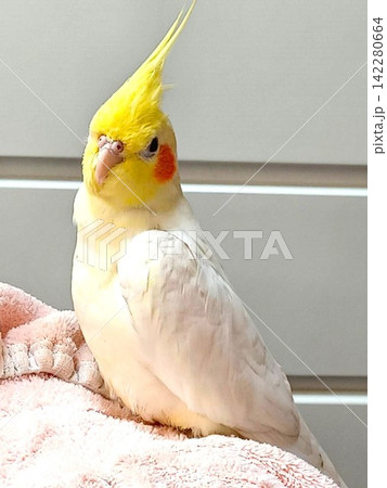 手乗りのオカメインコ 手乗りのオカメインコ 142280664