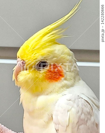 手乗りのオカメインコ 手乗りのオカメインコ 142280666