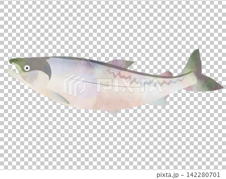 水彩風格的鮭魚向量插圖(彩色) 水彩風格的鮭魚向量插圖(彩色) 142280701