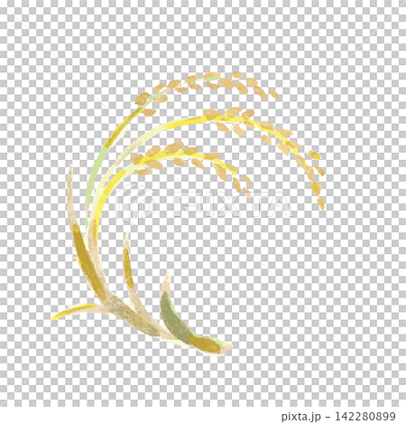 Watercolor-style, hand-drawn illustration of curled rice stalks Watercolor-style, hand-drawn illustration of curled rice stalks 142280899