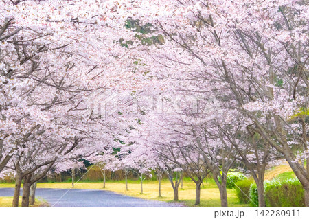 淡いピンクの花に包まれた春の桜並木 淡いピンクの花に包まれた春の桜並木 142280911
