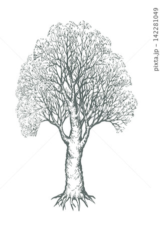 Vector drawing. Old oak tree Vector drawing. Old oak tree 142281049
