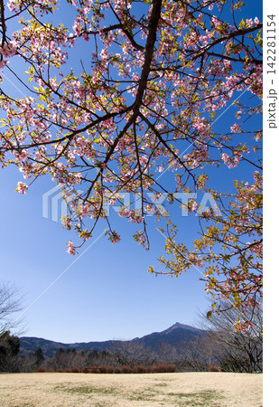 早咲きの桜が日差しで輝き、遠方の筑波山とのコラボレーションが青空に印象的で綺麗だ。 早咲きの桜が日差しで輝き、遠方の筑波山とのコラボレーションが青空に印象的で綺麗だ。 142281154